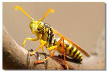 馬蜂[膜翅目胡蜂科動物]