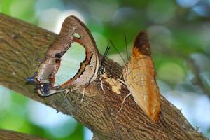 窄斑鳳尾蛺蝶