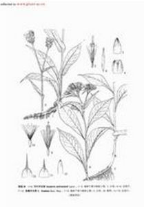 纖細風毛菊 纖細風毛菊