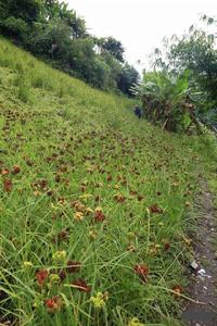 2012年9月多卡村的雞爪谷