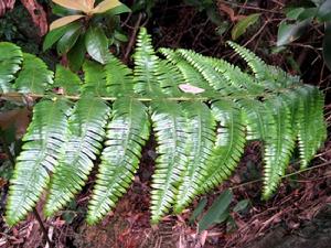 中華裏白 中華裏白