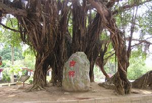 （圖）巴布薩族