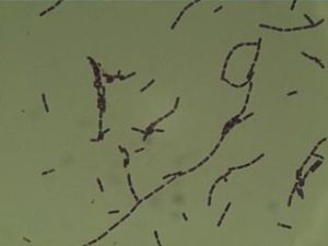 蘇雲金桿菌 蘇雲金桿菌