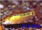 金條魚