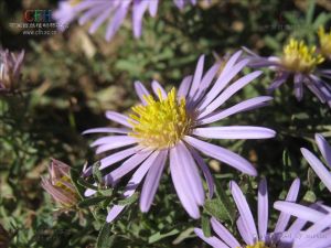 千葉阿爾泰狗娃花
