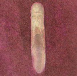 青白玉藥鏟 青白玉藥鏟