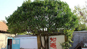 傘序冬青 傘序冬青