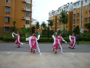 馬群可愛的一群大媽