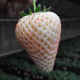 白草莓[白草莓]