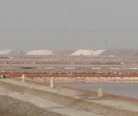 山東魯北鹽場 山東魯北鹽場