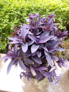 紫鴨跖草[植物]