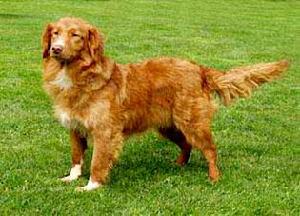 斯科舍誘鴨尋回犬