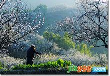 陸河共光梅園景區