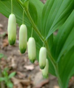 芳香草科 芳香草科