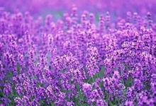 薰衣草