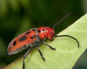 粟凹脛跳甲蟲 粟凹脛跳甲蟲