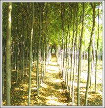 壽光市國有機械林場