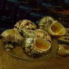 金口蠑螺 金口蠑螺