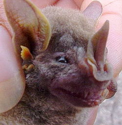 假吸血蝠屬 假吸血蝠屬