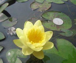 克羅馬蒂拉 克羅馬蒂拉