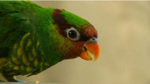 紅喉吸蜜鸚鵡 紅喉吸蜜鸚鵡