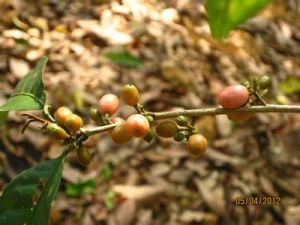 山小橘屬 山小橘屬