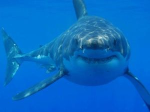 古噬人鯊 古噬人鯊