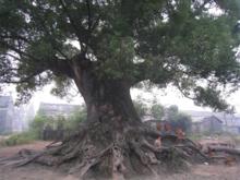 灰埠鎮[江西高安市灰埠鎮]