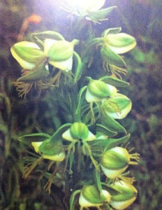 裂瓣角盤蘭 裂瓣角盤蘭