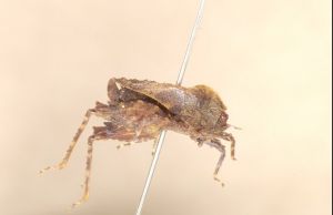 隆背澳漢蚱 隆背澳漢蚱