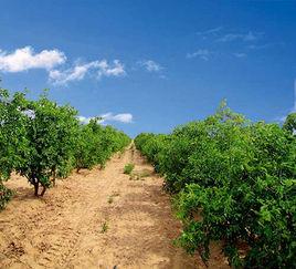 新疆大棗產地 新疆大棗產地