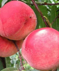 早久保桃 早久保桃