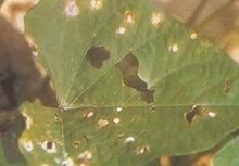 甘薯時斑病 甘薯時斑病