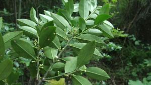 廣西毛冬青 廣西毛冬青