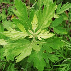 二郎山蒿系 二郎山蒿系