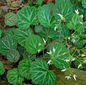 曲莖虎耳草 曲莖虎耳草