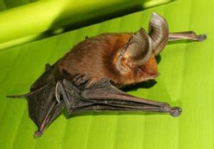 吸足蝠屬 吸足蝠屬