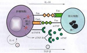 免疫因子 免疫因子