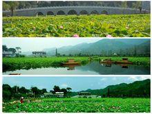 丹鳳棣花文化旅遊區