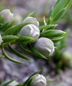 杜松果茶 杜松果茶