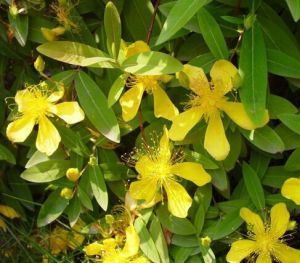 金絲桃虎耳草 金絲桃虎耳草