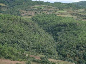 大麥後村 大麥後村