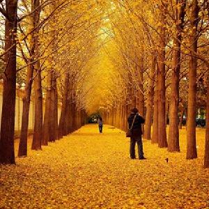 銀杏大道[北京、蕪湖、丹東、揚州、安陸]