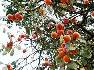 丹山赤水柿子節 丹山赤水柿子節