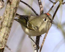 紅玉冠戴菊鳥 紅玉冠戴菊鳥