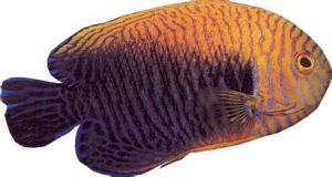 花豹神仙魚 花豹神仙魚