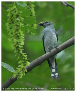 暗灰鵑鵙海南亞種