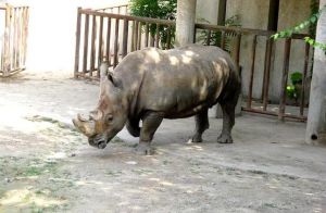 北京動物園犀牛館