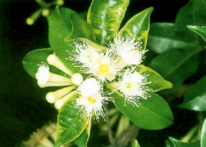 台灣棒花蒲桃 台灣棒花蒲桃