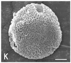 大果巴戟 大果巴戟